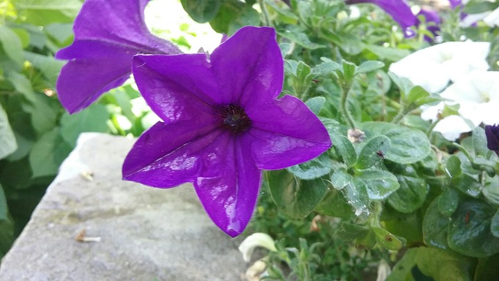 Pointy Purple Petunias