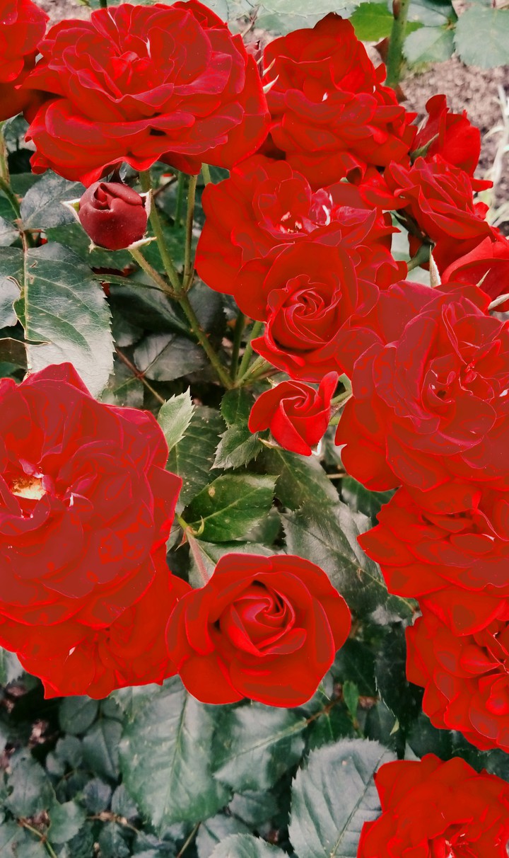 Red roses