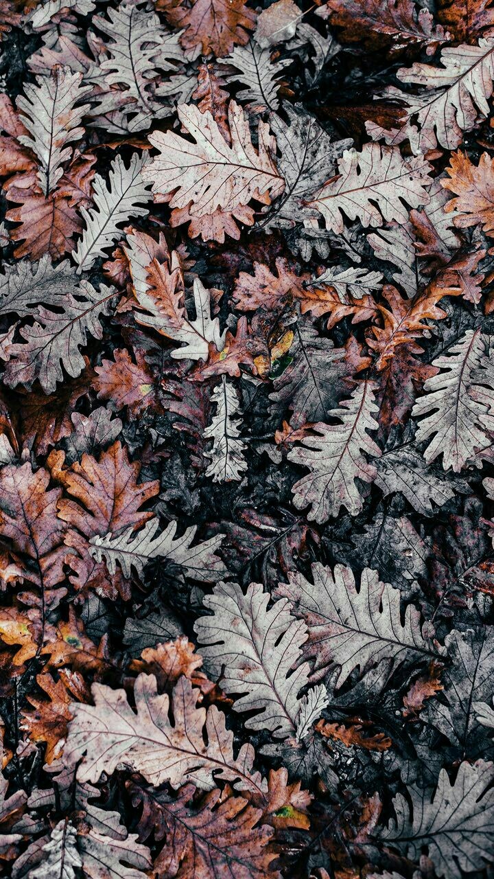 wallpaper