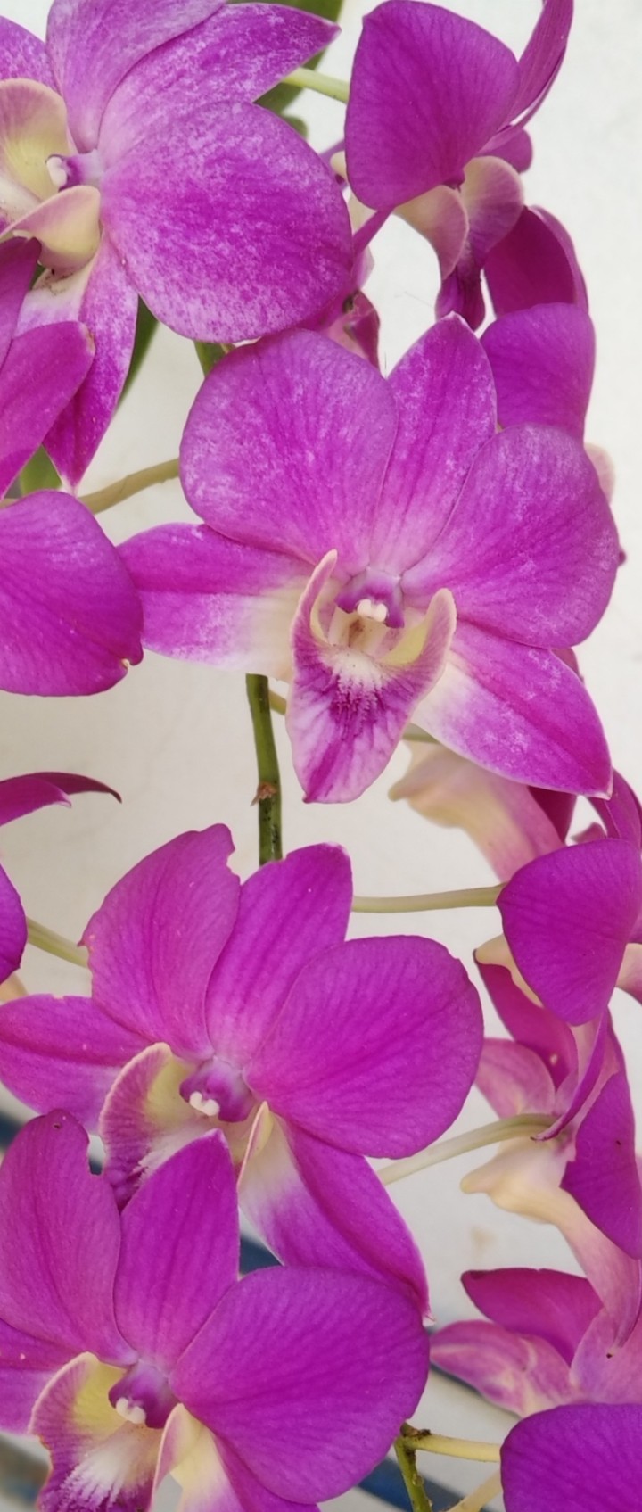 orquídea