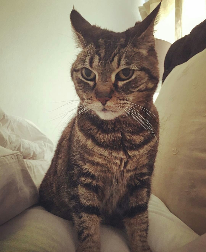 cat