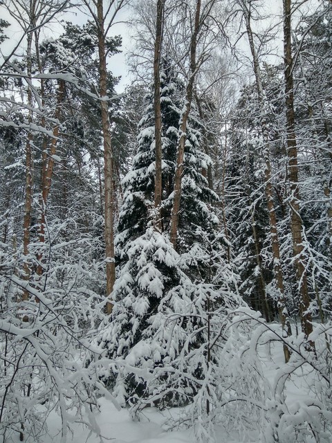 fairytale forest