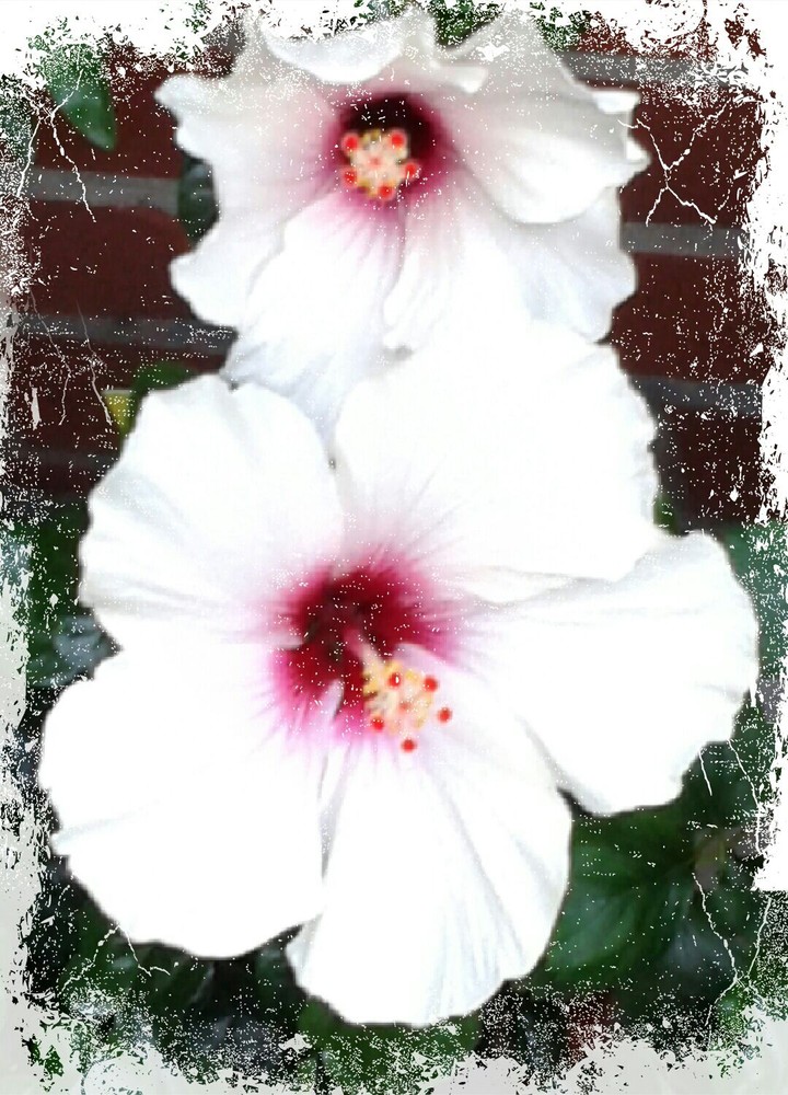 Hibiskus