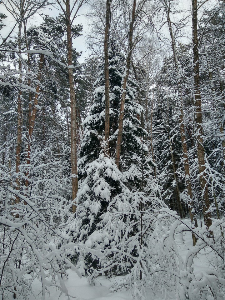 fairytale forest