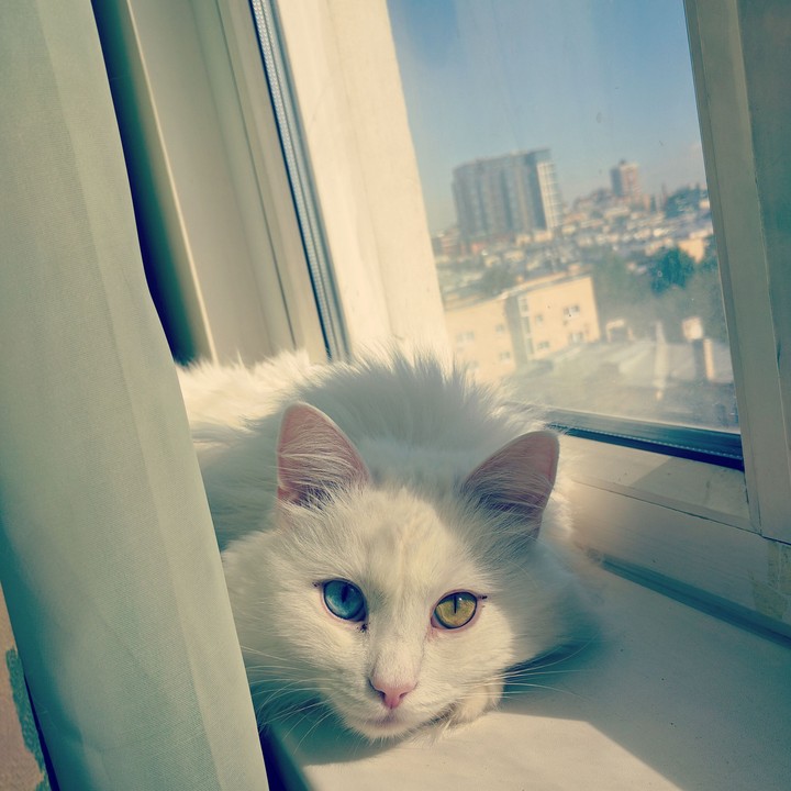 cat&window
