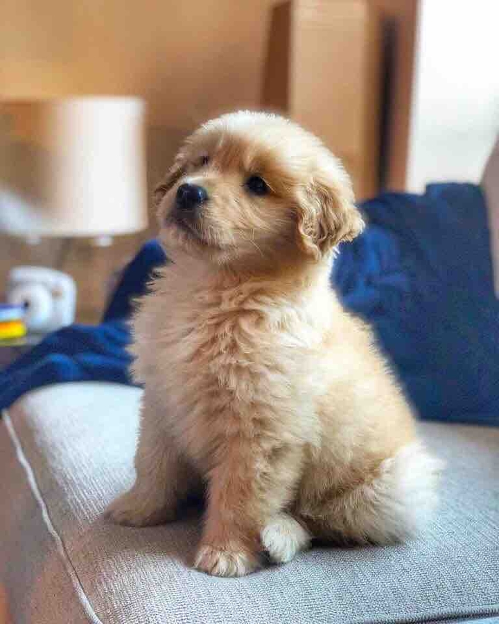 puppy