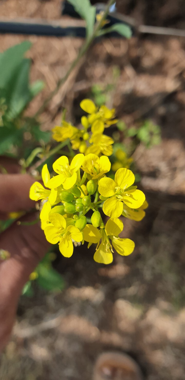 Beautiful yellow flower
