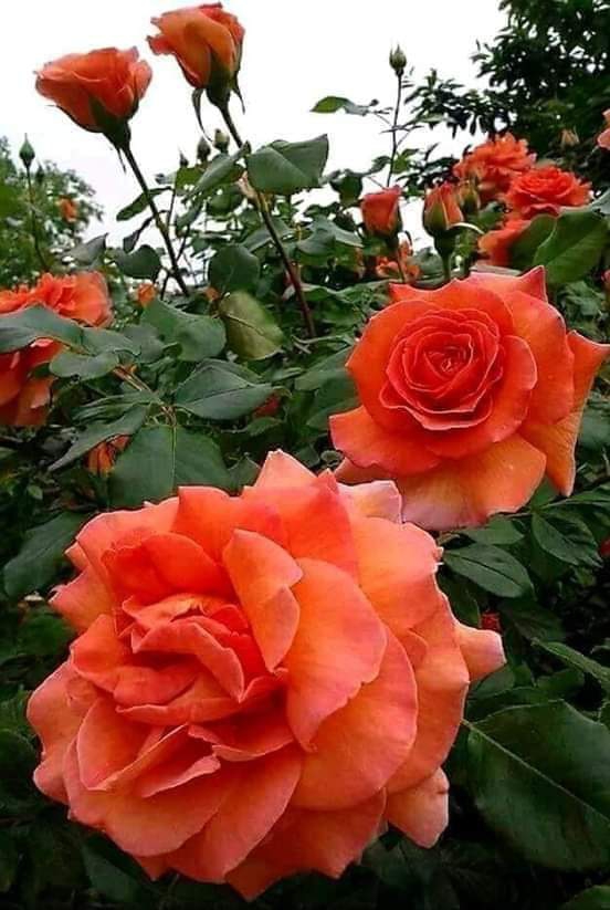 Roses