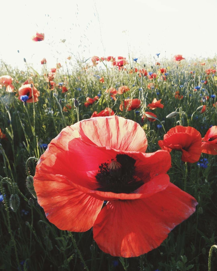 Field of poppies
