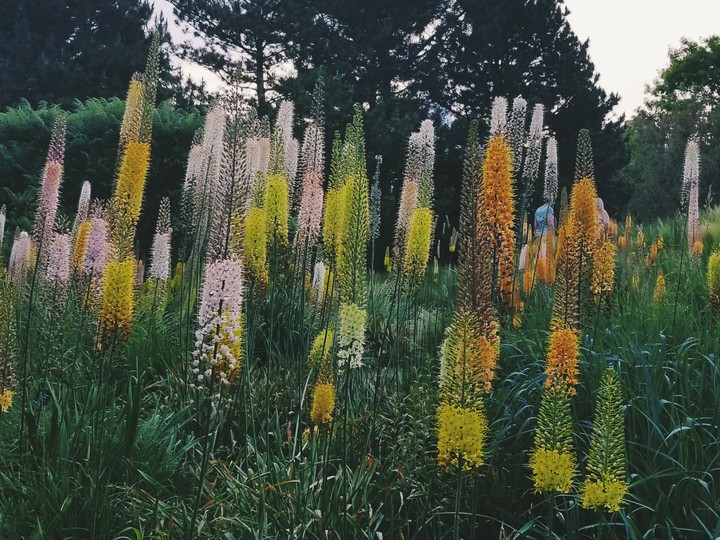 Grass