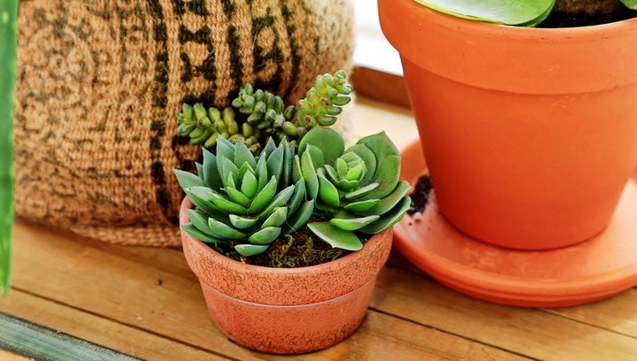 plants