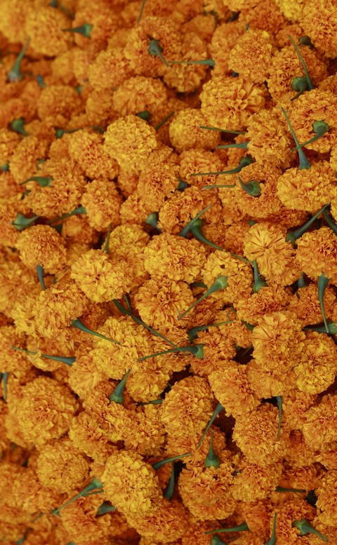 خلفيات forb, tanacetum