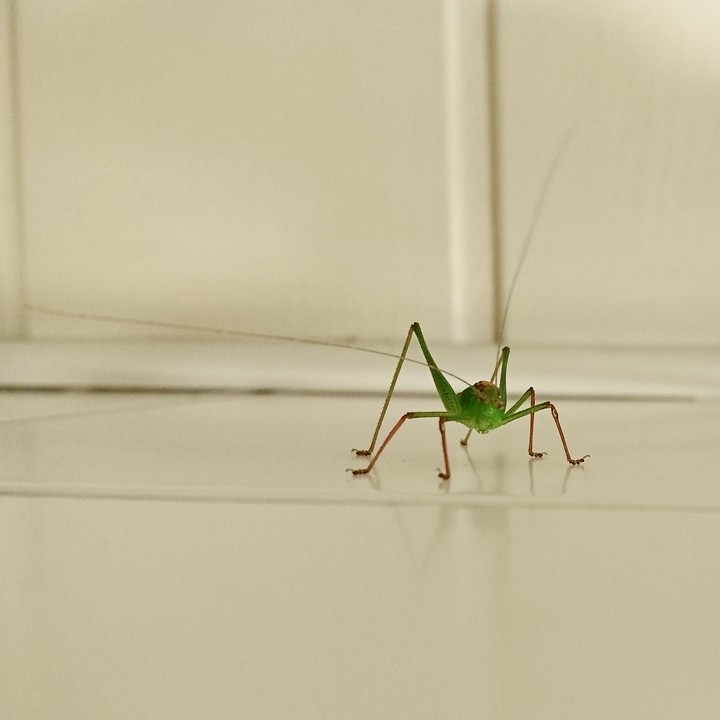 Grasshopper