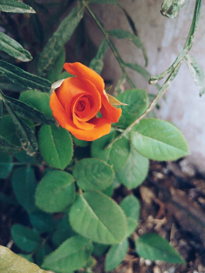 day of flowers