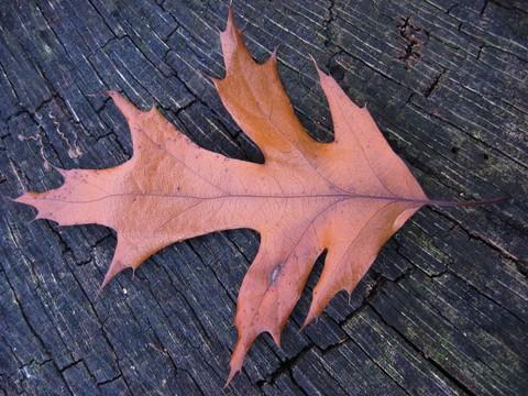 ❇️Oak leaf