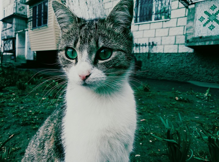 cat
