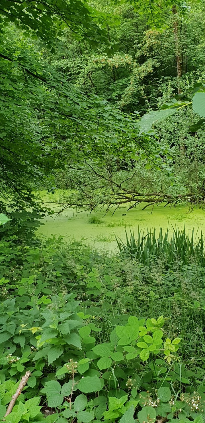 Tümpel