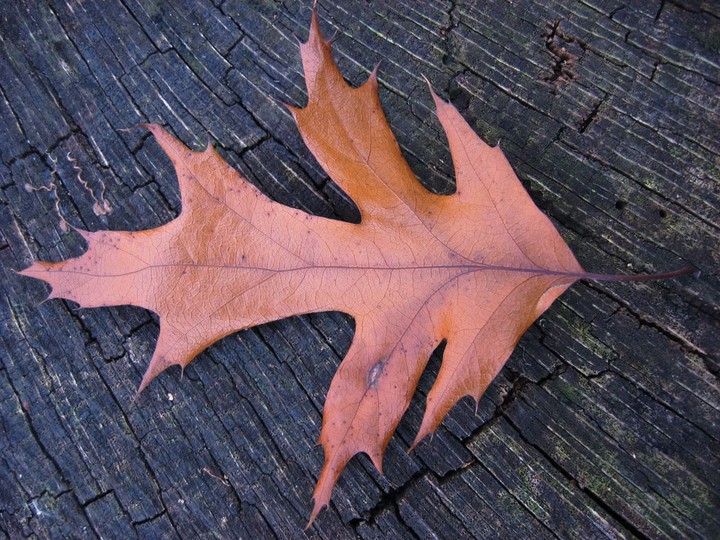 ❇️Oak leaf