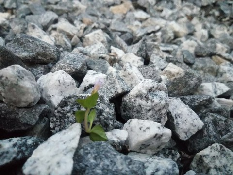 Determination
