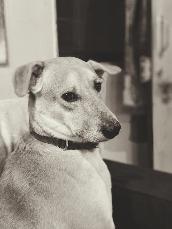 Simba 