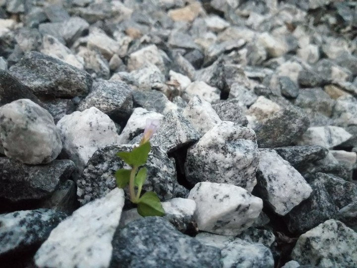 Determination