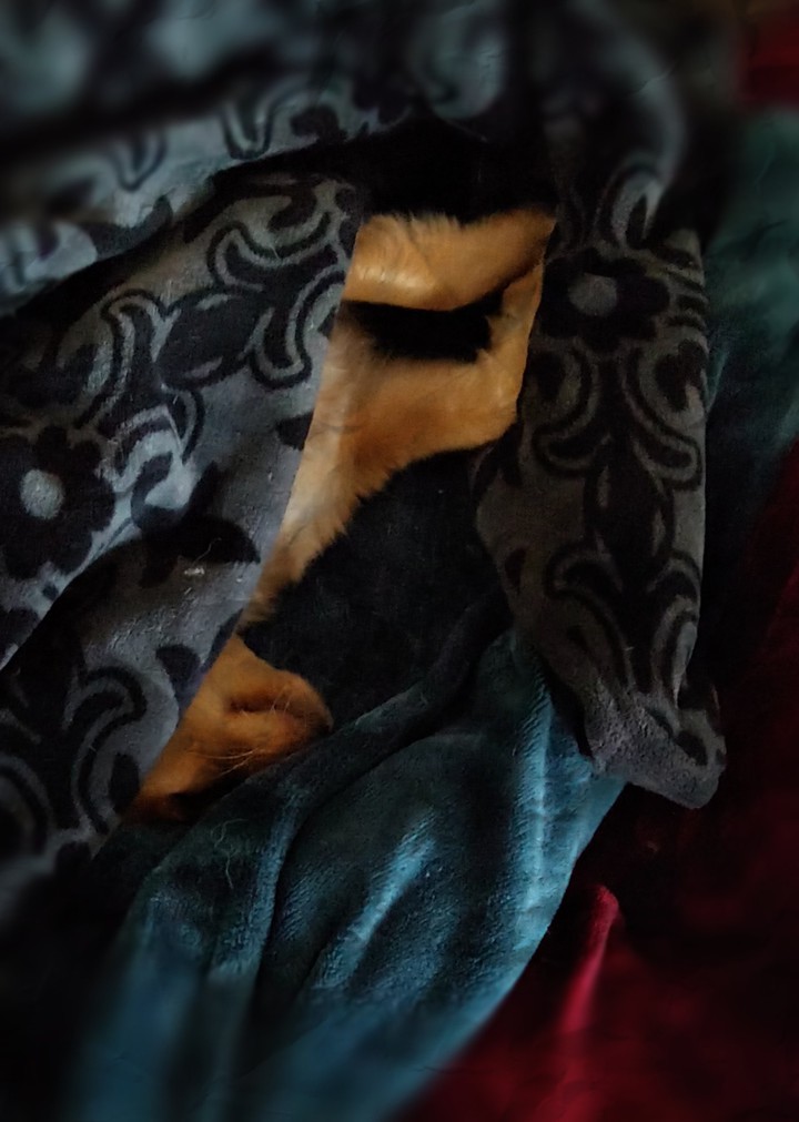 dog nap