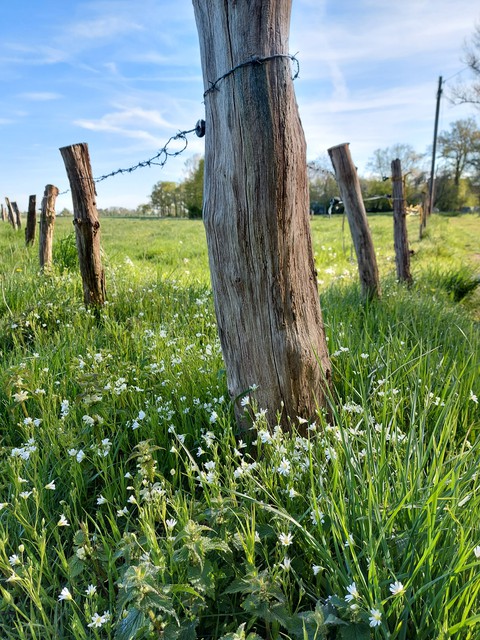 Old fence around a field
