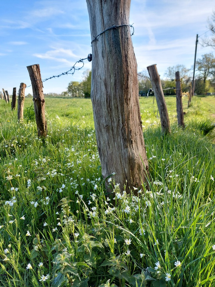 Old fence around a field