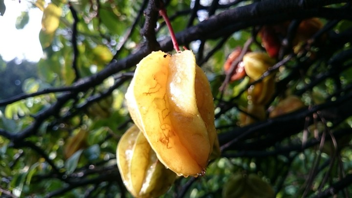 carambola