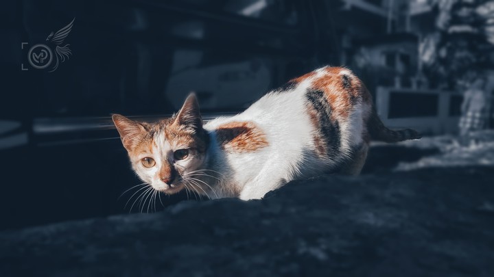 cat