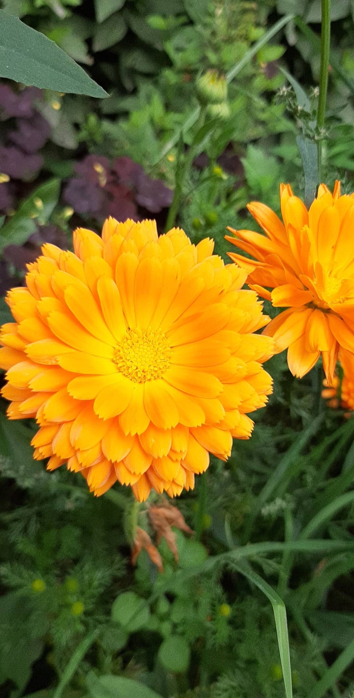 marigold