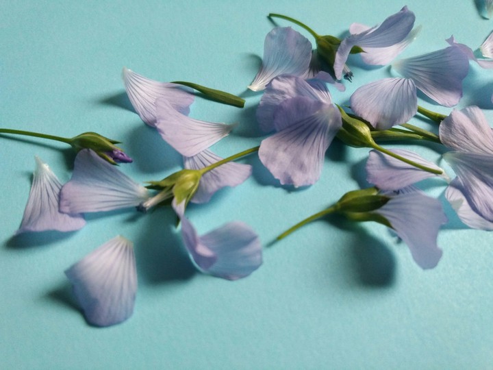 purple