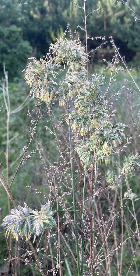 tapety twig, sedges