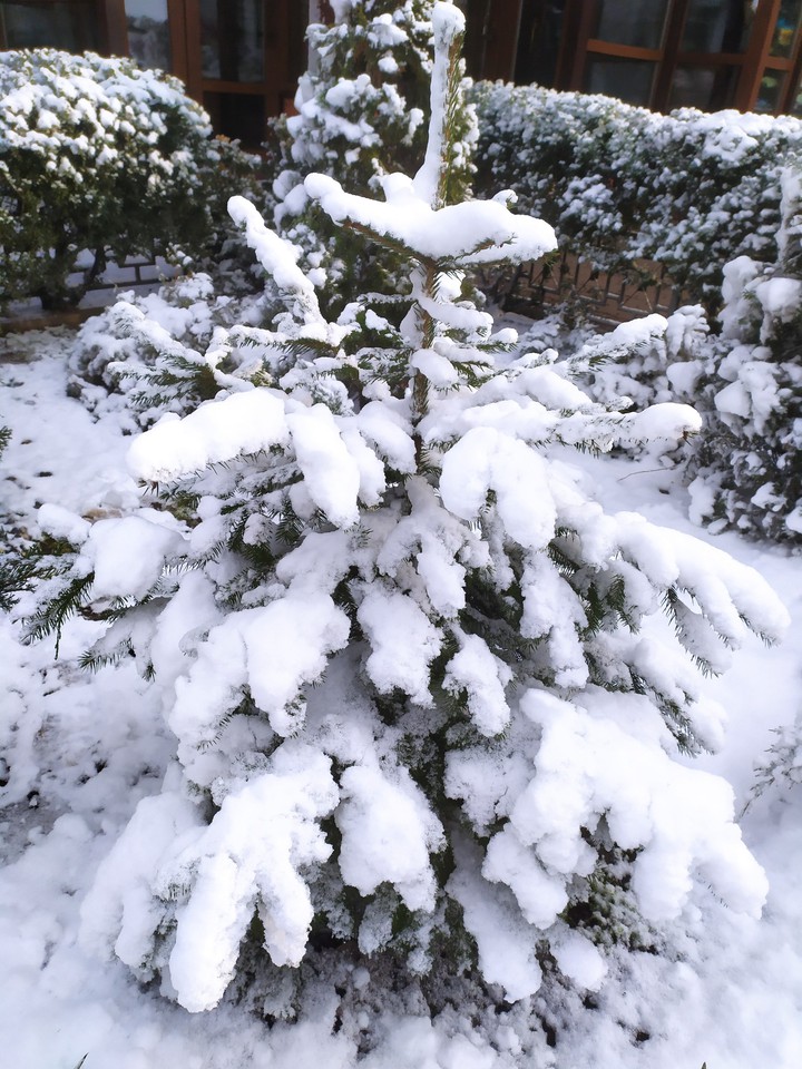 tree