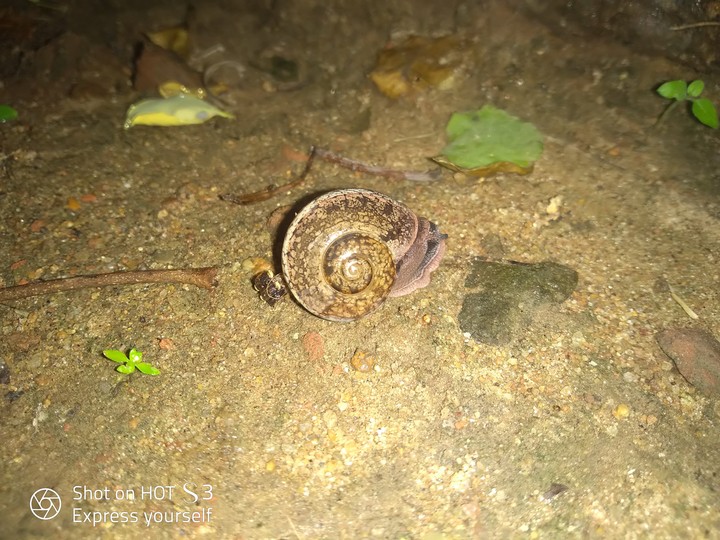 Snail