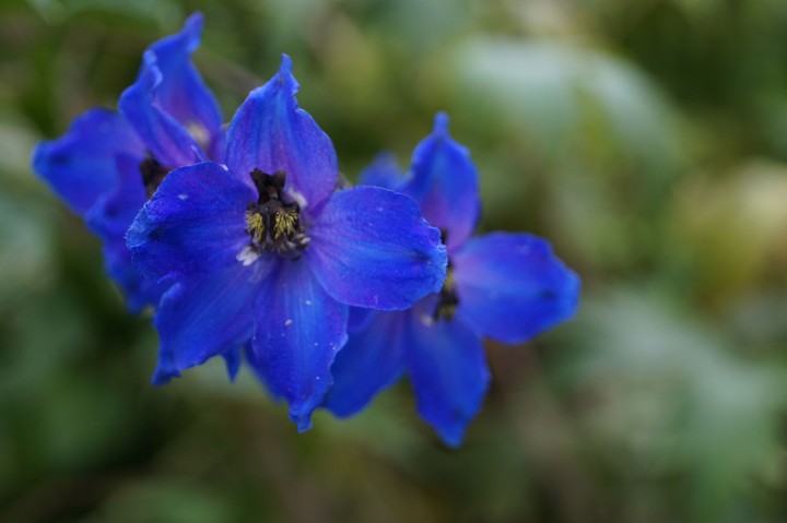Blue flowers