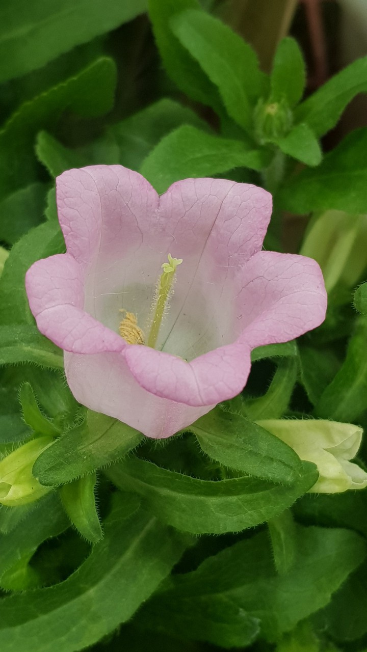 spring flower sweet