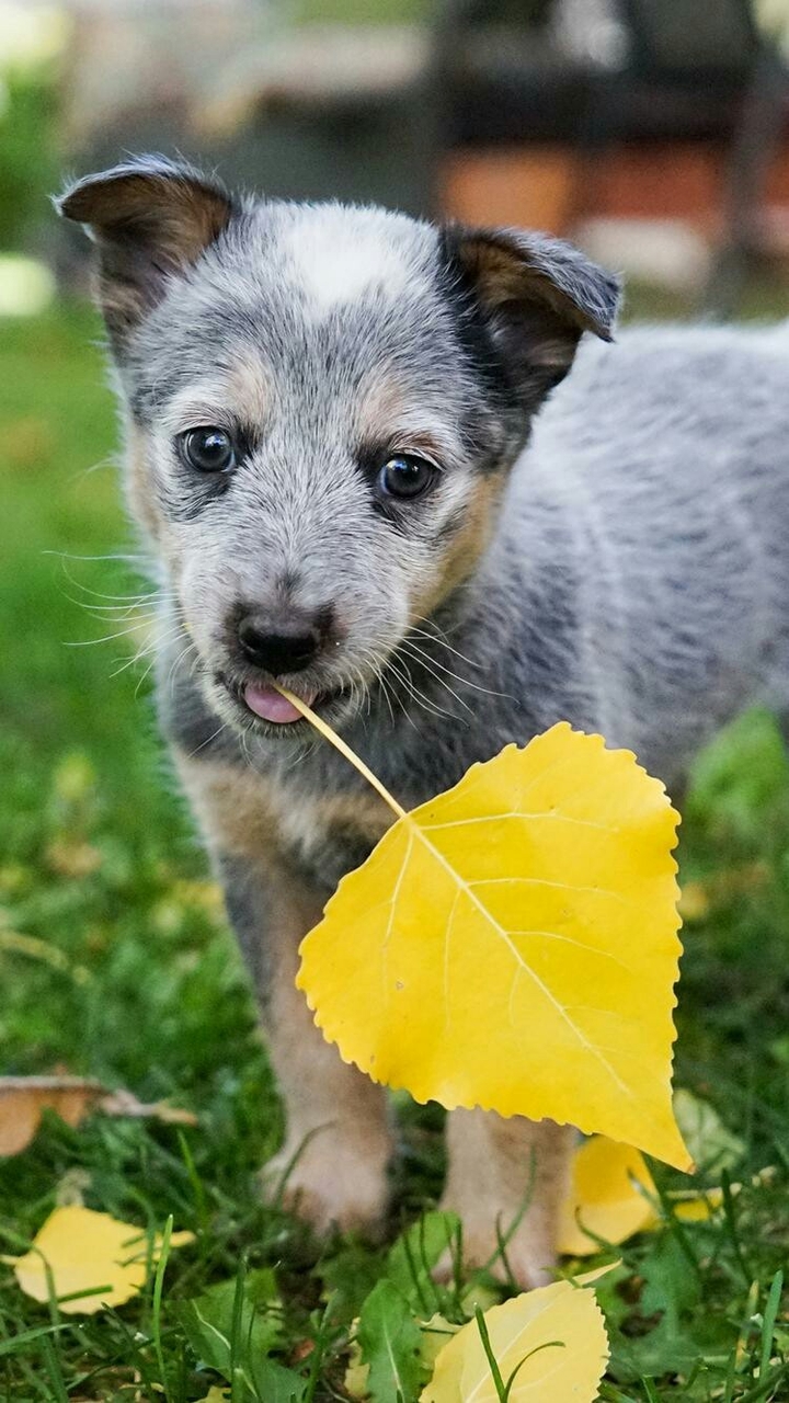 cute dog