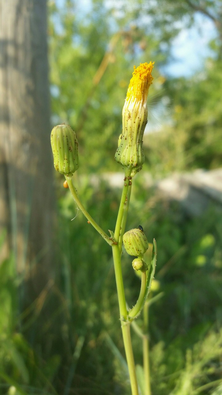 Plant