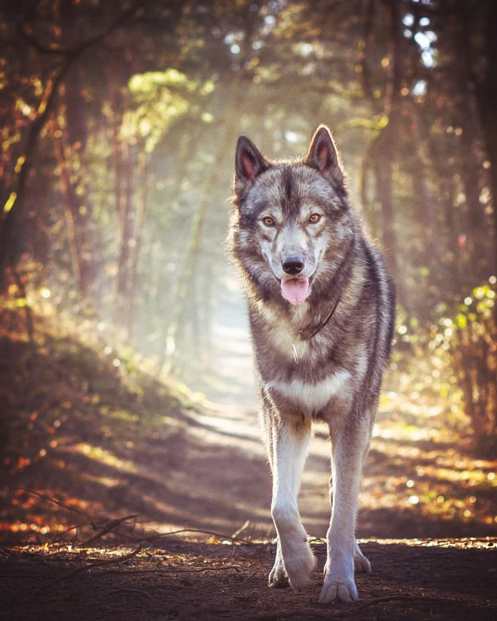 Dog