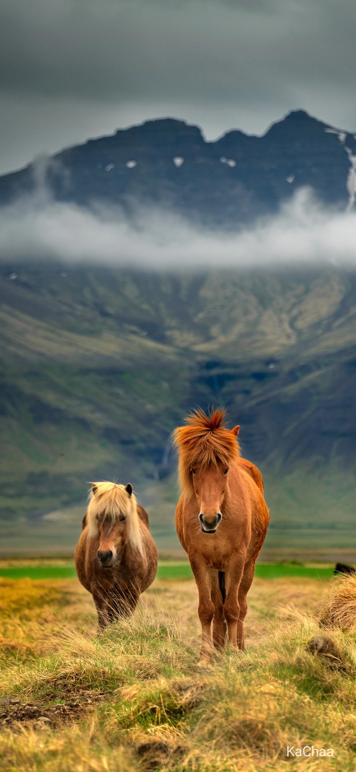#horse