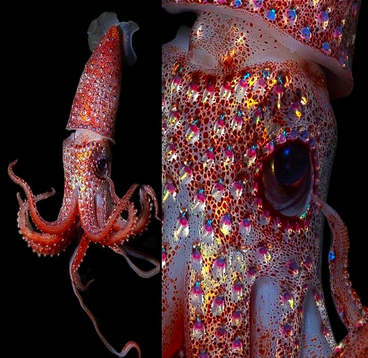 A Strawberry Squid
