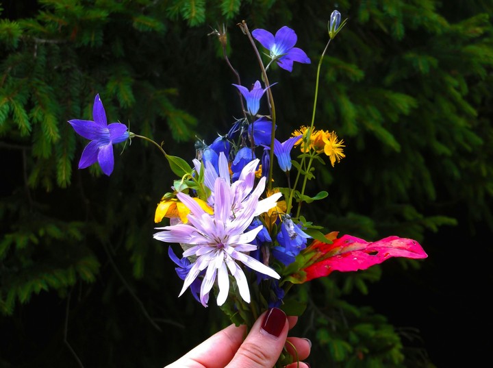 flowers