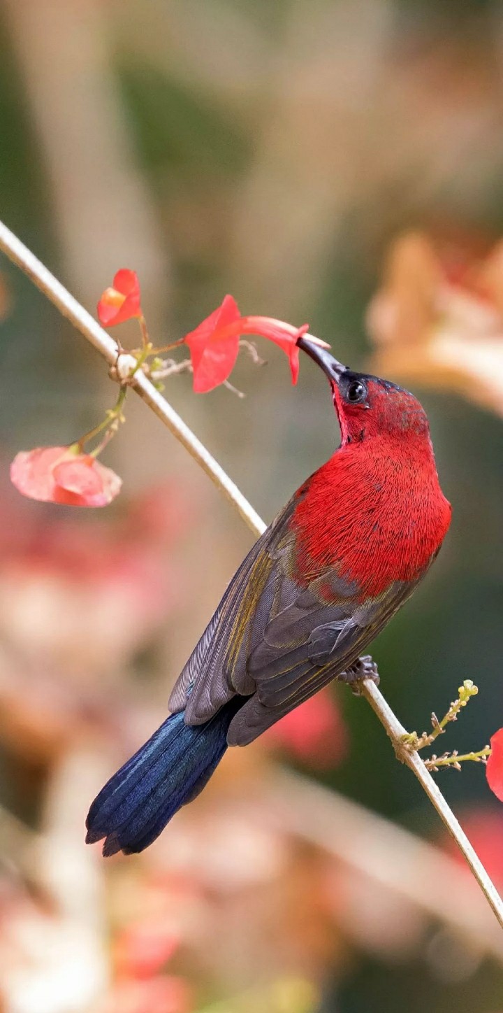 bird