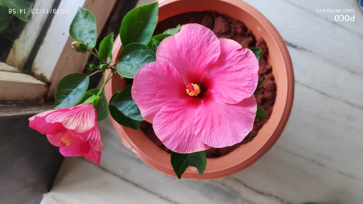 pink flower