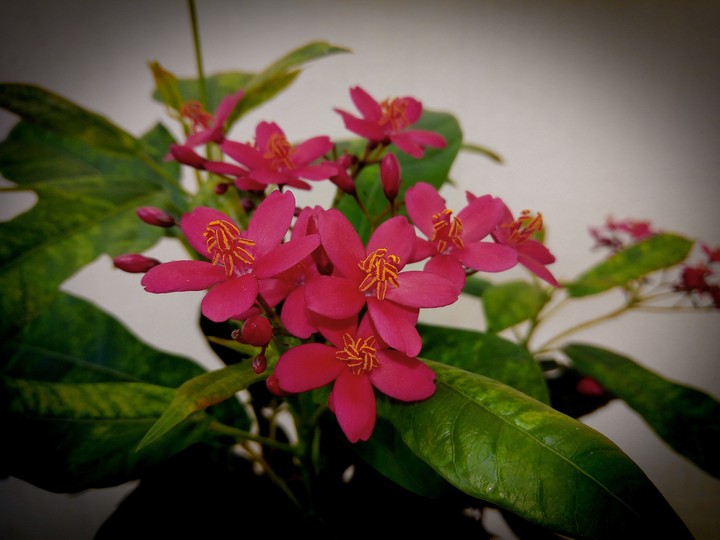 red flowers