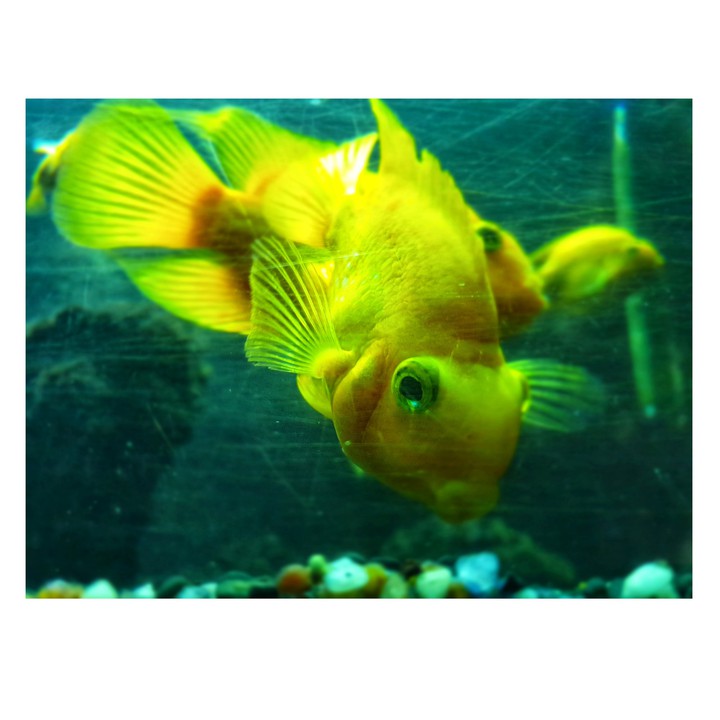 fish
