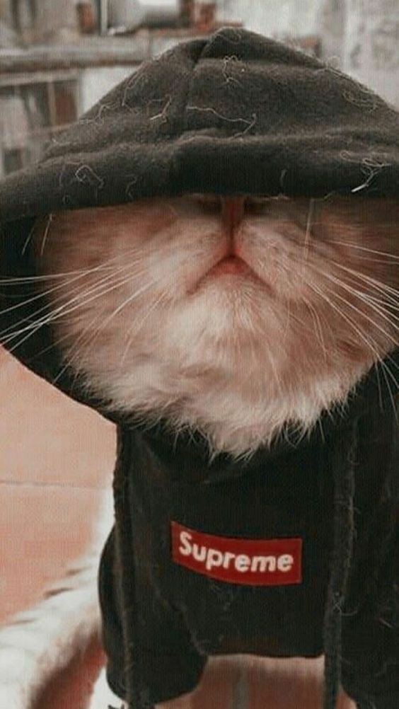 cat