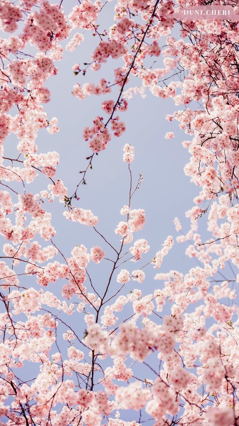 sfondi flower, tree