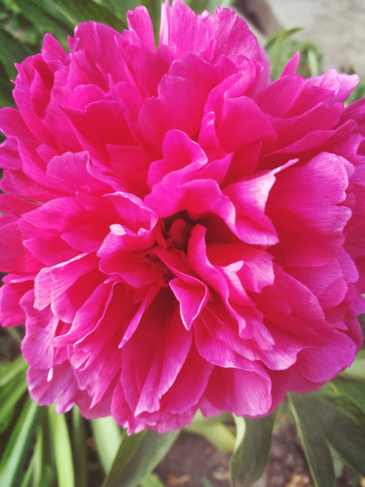 Fuchsia lover